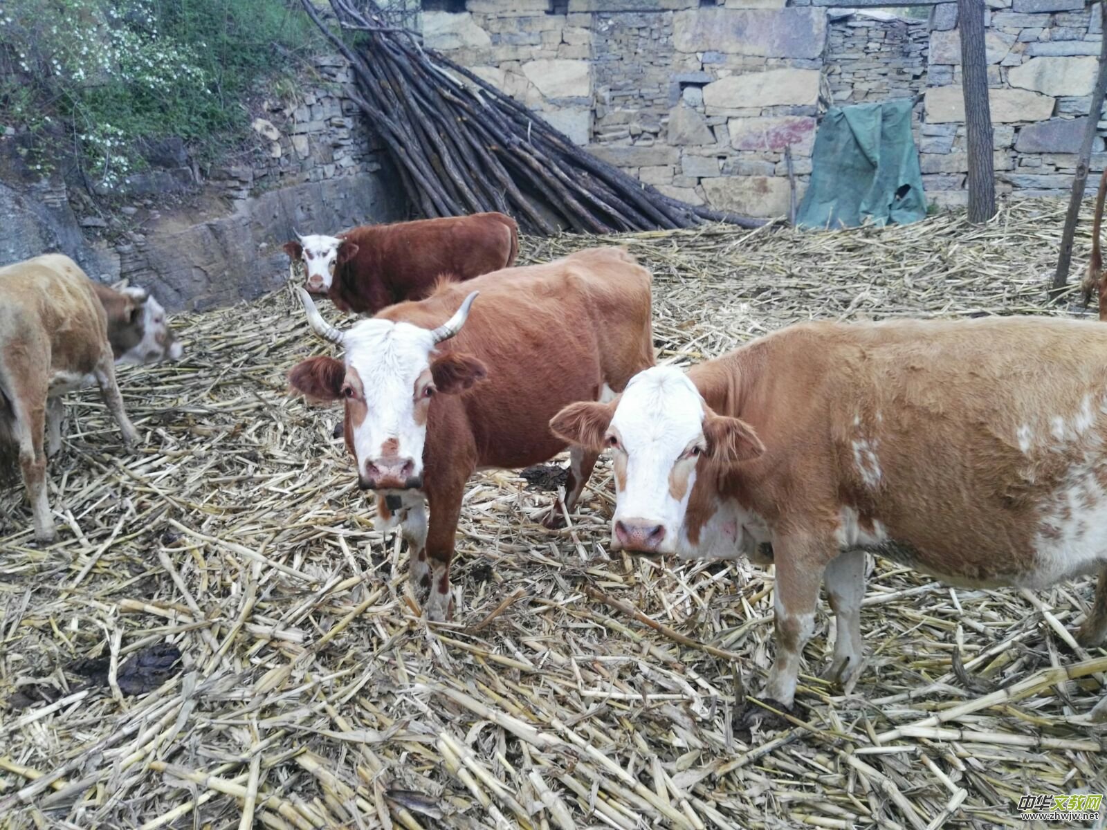 母亲,您别再骗我……靳军榆树沟写生日志 母亲,您别再骗我……靳军榆树沟写生日志