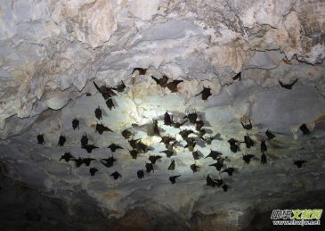 西南喀斯特洞穴蝙蝠尸体上发现致命真菌新种