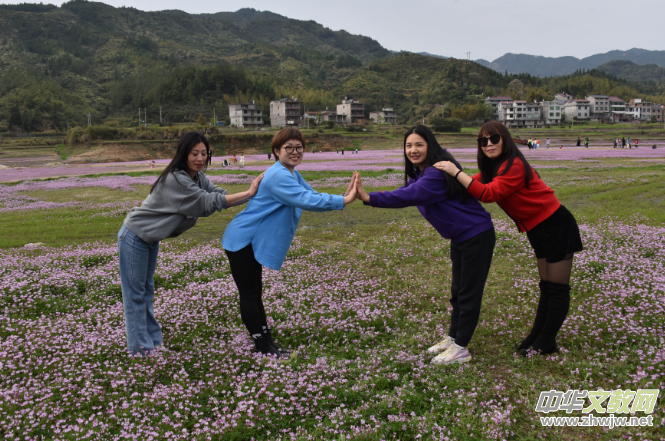 江西广信：蔚为壮观的紫云花