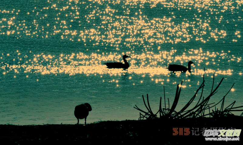 笑琰摄影：南海子公园大雁和白天鹅