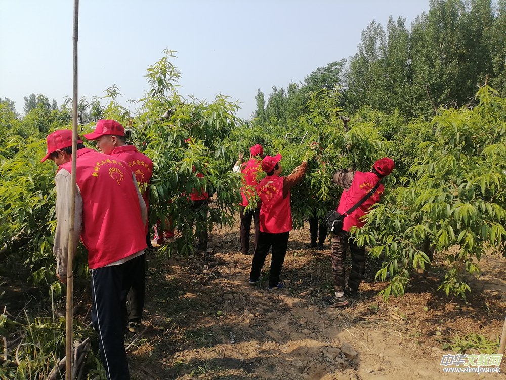 德州保店镇:志愿红助力黄桃基地疏果 共绘乡村振兴新图景 德州保店镇:志愿红助力黄桃基地疏果 共绘乡村振兴新图景