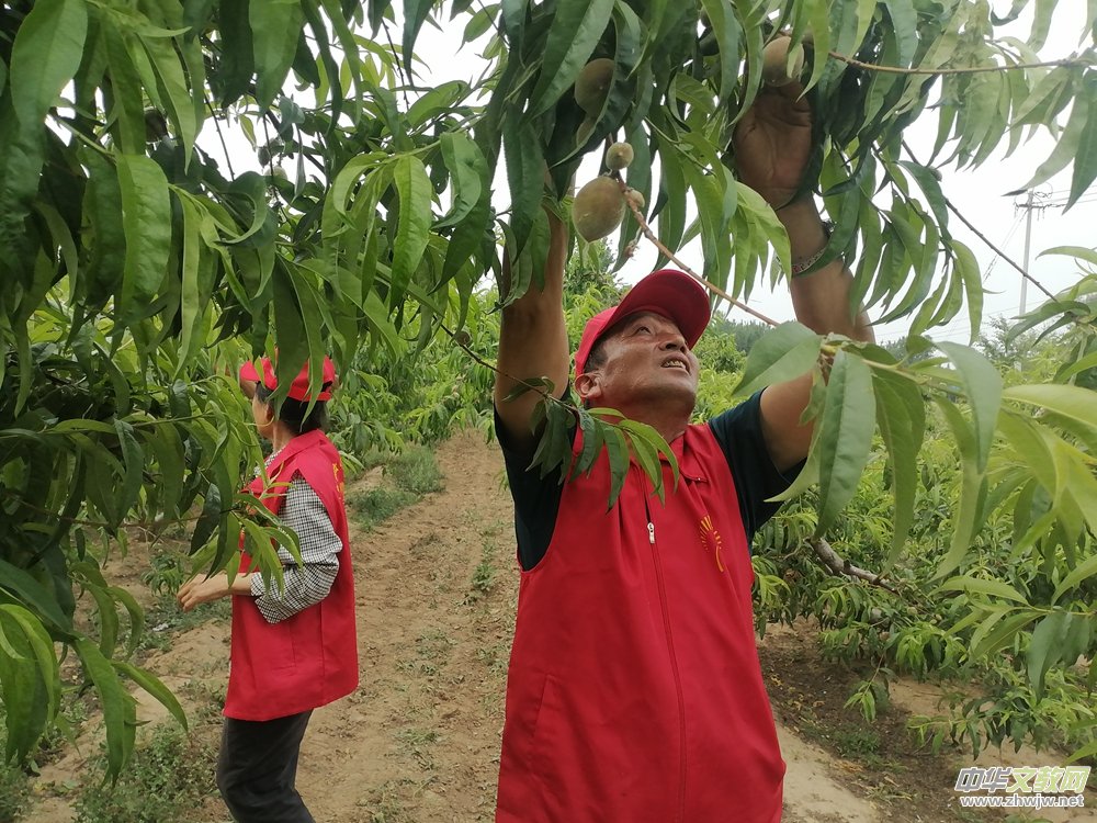 德州保店镇:志愿红助力黄桃基地疏果 共绘乡村振兴新图景 德州保店镇:志愿红助力黄桃基地疏果 共绘乡村振兴新图景