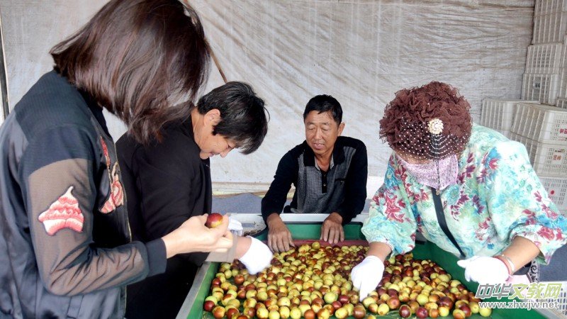 黄骅碳氢核肥冬枣基地迎丰收:增产三成零农残,绿色种植结出“放心果” 黄骅碳氢核肥冬枣基地迎丰收:增产三成零农残,绿色种植结出“放心果”
