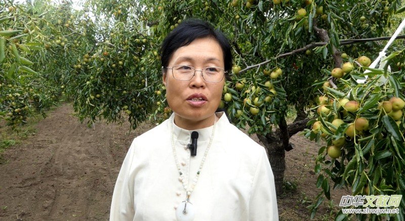 黄骅碳氢核肥冬枣基地迎丰收:增产三成零农残,绿色种植结出“放心果” 黄骅碳氢核肥冬枣基地迎丰收:增产三成零农残,绿色种植结出“放心果”
