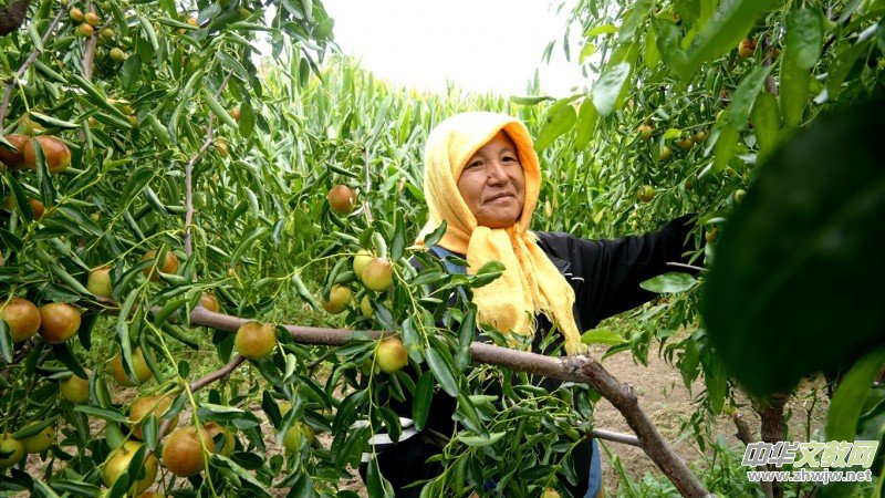 黄骅碳氢核肥冬枣基地迎丰收:增产三成零农残,绿色种植结出“放心果” 黄骅碳氢核肥冬枣基地迎丰收:增产三成零农残,绿色种植结出“放心果”